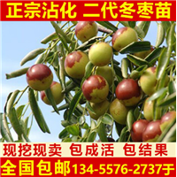 沾化二代冬枣苗种植