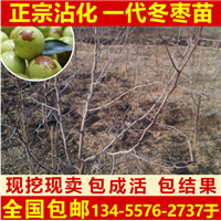 沾化一代冬枣苗基地