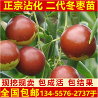 沾化二代冬枣苗价格