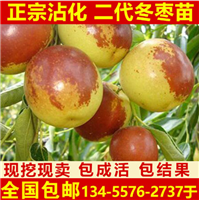 沾化二代冬枣苗供应商 
