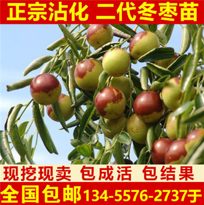 沾化二代冬枣苗种植