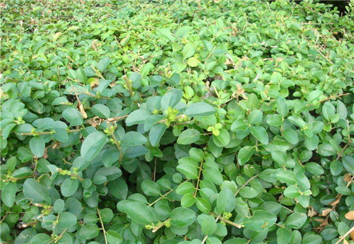 辽宁吉林水蜡种植基地
