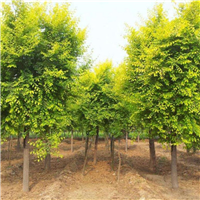 内蒙古白蜡绿化苗木种植基地