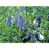 山东皂角种植基地 
