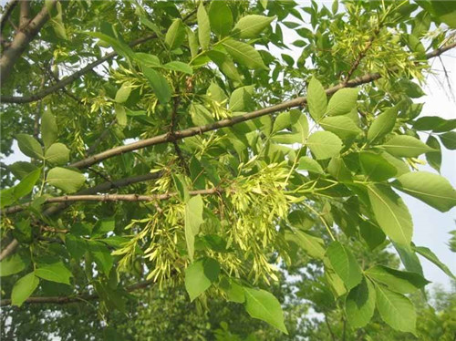 北京白蜡绿化苗木种植基地
