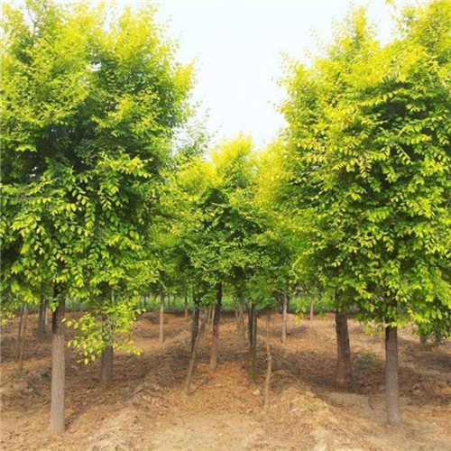 内蒙古白蜡绿化苗木种植基地