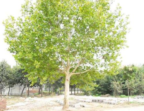 青岛法桐种植基地