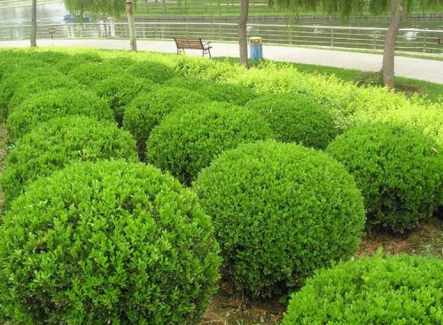 徐州冬青球种植园