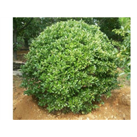 常州冬青球种植地