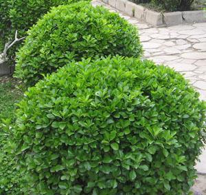 潍坊瓜子黄杨球种植地