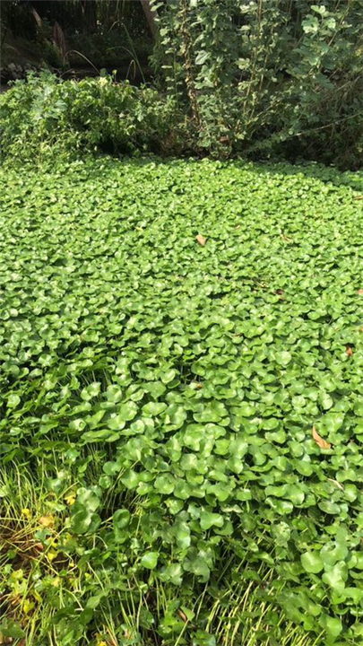 浙江铜钱草种植园