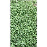 浙江白三叶种植基地