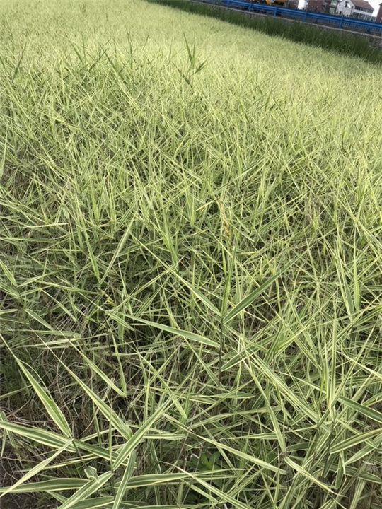 福建花叶芦苇种植园