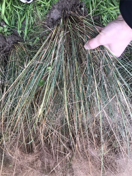 浙江粉黛乱子草价格