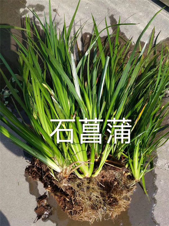 福建石菖蒲种植园