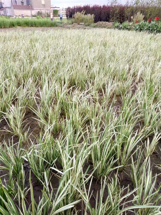 湖北银边石菖蒲价格