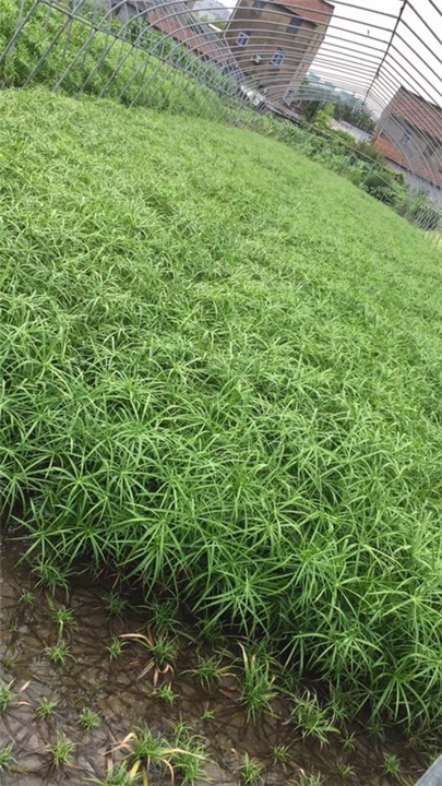 湖北旱伞草种植园