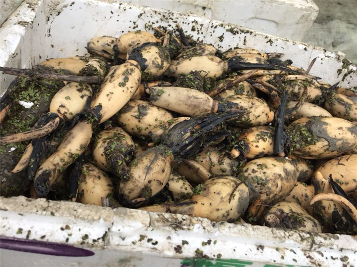 广东荷花种苗哪家好