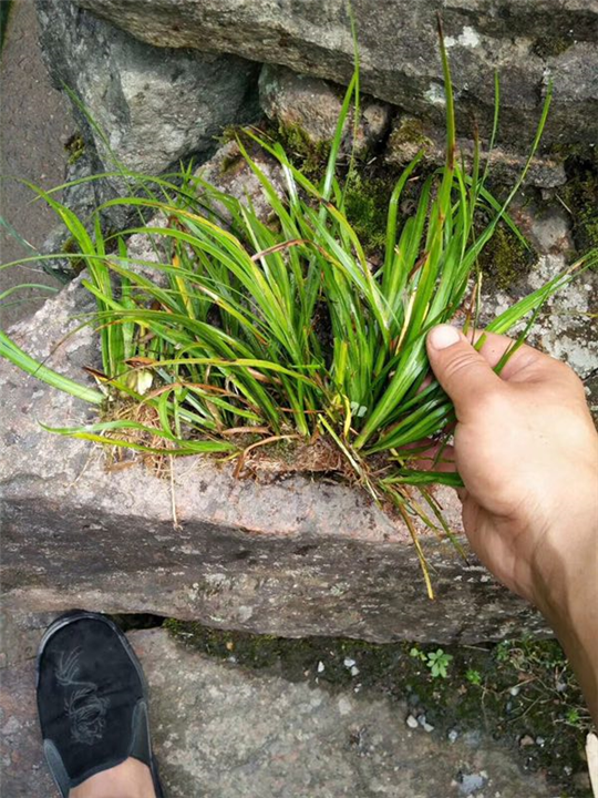 江苏石菖蒲种植园
