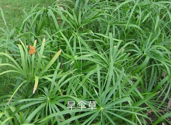 福建旱伞草价钱
