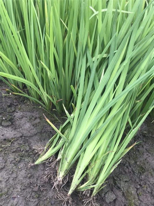 江苏黄菖蒲种植基地