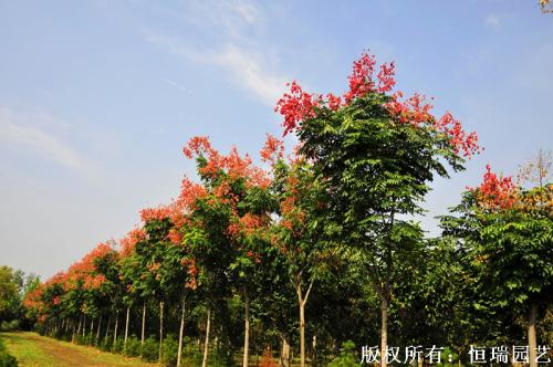 安徽栾树种植园