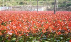 河南红叶石楠价格