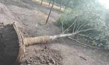 河南榉树销售