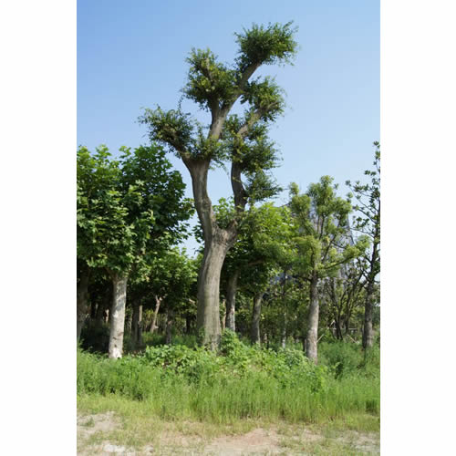 山东朴树价格