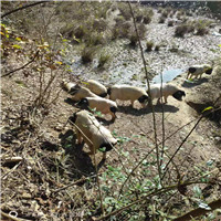 长沙土花猪、湖南土花猪、怀化土花猪