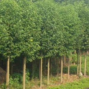 杨树苗木种植基地 