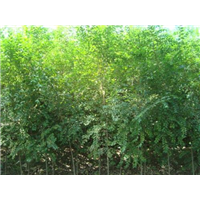 榆树苗木价格 