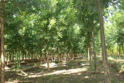 速生国槐种植基地 