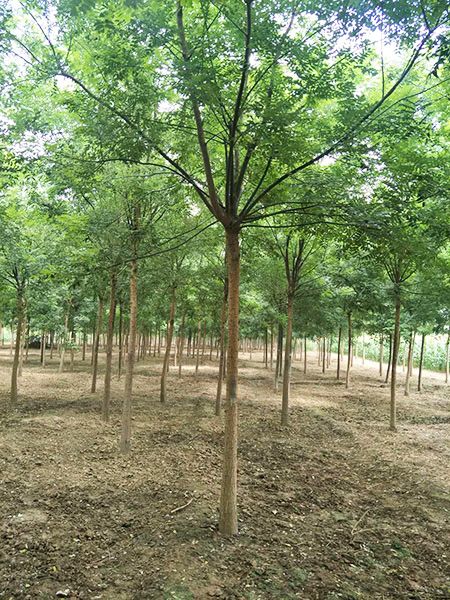 国槐种植基地 