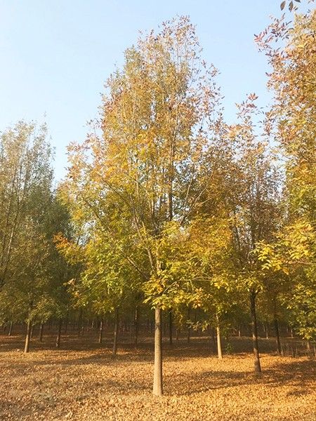 白蜡小苗价格 