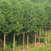 杨树苗木种植基地 