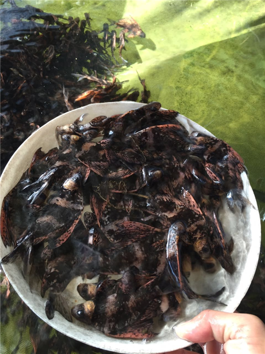 胭脂鱼苗批发价格
