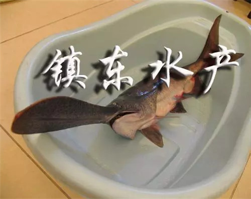 鸭嘴鱼苗厂家