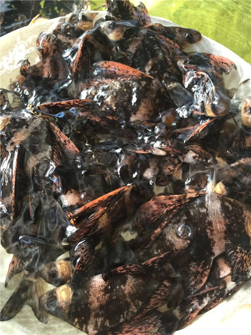 胭脂鱼苗批发厂家