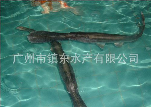 广州鸭嘴鱼苗批发