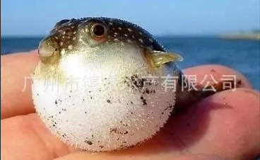 河豚鱼苗批发价格