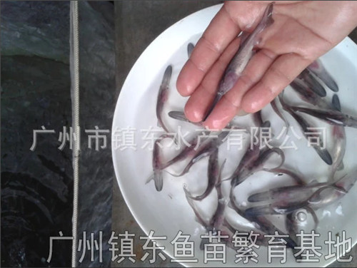 鸭嘴鱼苗批发价格