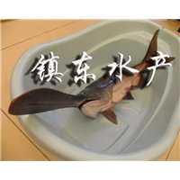 鸭嘴鱼苗厂家