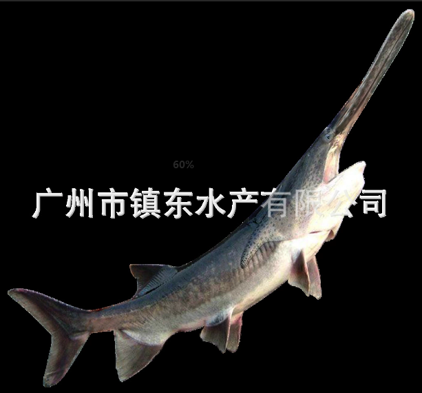 鸭嘴鱼苗繁殖基地