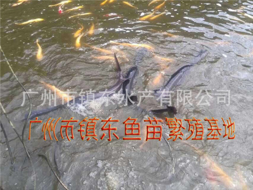 鸭嘴鱼苗批发厂家