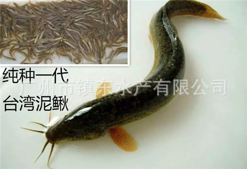 广州台湾泥鳅苗