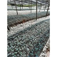 湖南种苗种植基地 