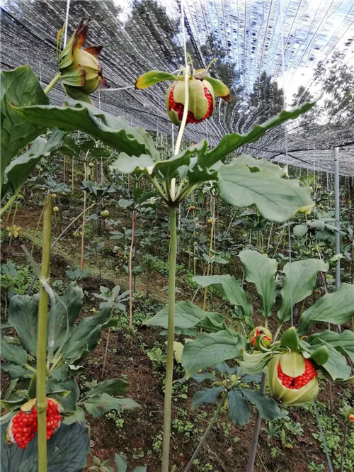 丽江种苗种植