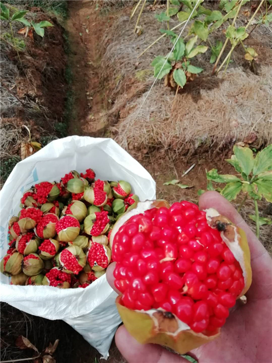 丽江种籽哪里有