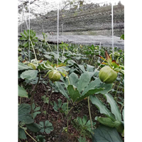 昆明种苗价格